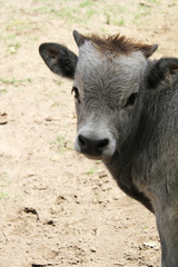 Fototapeta premium nouveau né,puszta