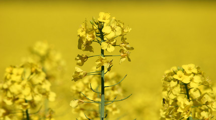 Oil seed rape