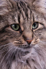 Naklejka premium portrait of Norwegian female cat