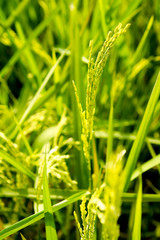 Paddy field