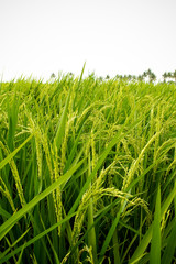 Paddy field in asian country