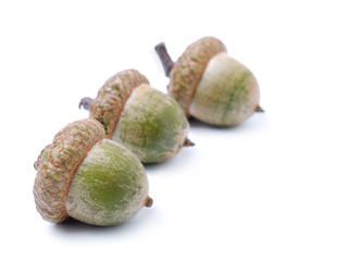 Three acorns
