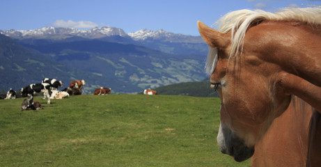 Fototapeta na wymiar Haflinger in Südtirol