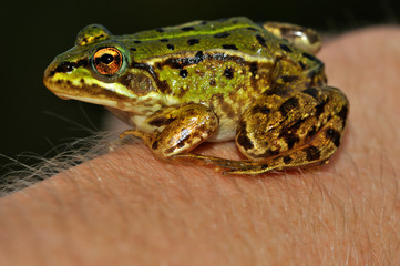 Moor Frog (Rana Arvalis) sitting in hand