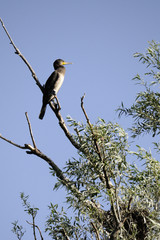 Black cormorant