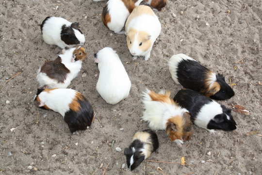 Cochons d'Inde