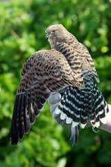 Peregrine Falcon Bird