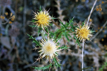 Flores de cardo