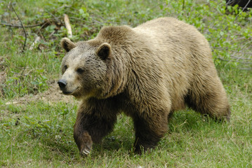 Braunbär  (Ursus arctos) im Nationalpark Bayerischer Wald