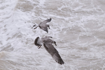 oiseaux  marin
