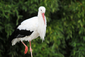 Storch
