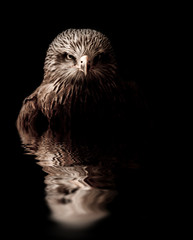 milan noir rapace oiseau regard reflet bec aigle