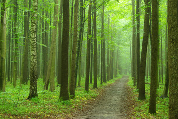 green forest
