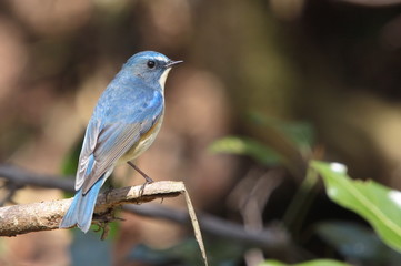 幸せの青い鳥。