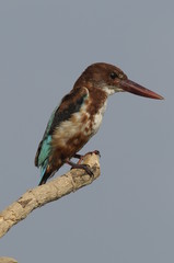 White throated kingfisher - Halcyon smyrnensis