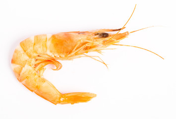 prawn