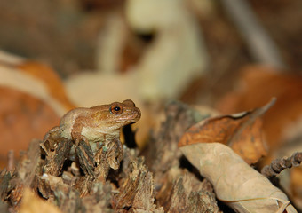 Naklejka premium Spring Peeper