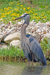 Great Blue Heron