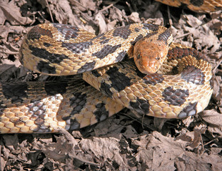 Fox Snake