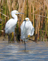 Snowy Egrets