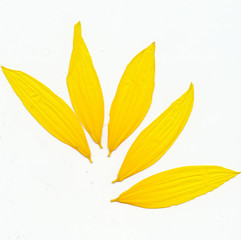 Sunflower petals