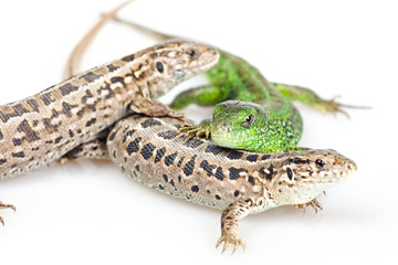 Lizard isolated on white background.