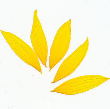 Sunflower petals deals