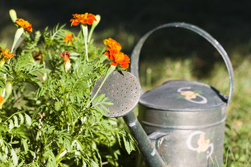 regadera © carballo