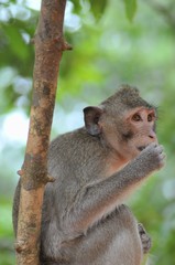 monkey at angkor wat,cambodia
