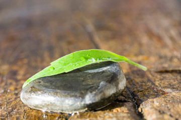hoja verde y piedra