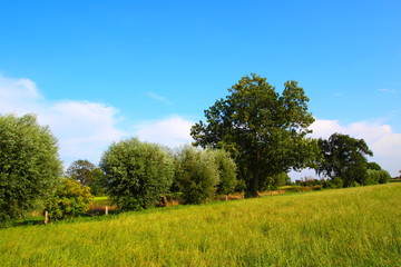 Fototapeta na wymiar Willow drzew w lecie