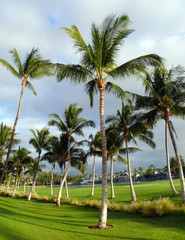 Obraz premium Golf field and a resort near King plaza, Big Island