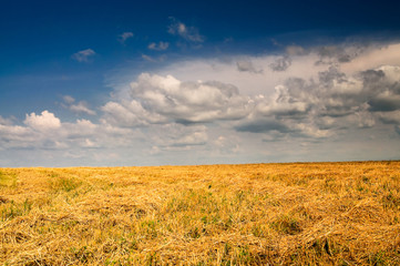 Mown field of wheat and amazing blue sky with white clouds.