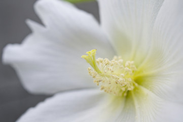 Fototapeta premium 白い芙蓉の花のアップ