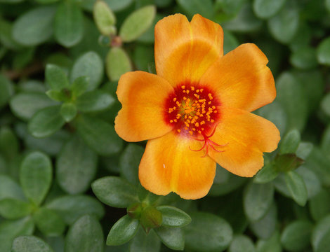 fleur pourpier orange