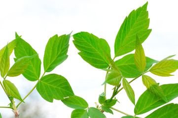 Green beautiful leaves