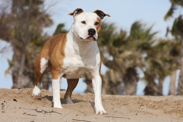 american staffordshire bull terrier sur ses gardes