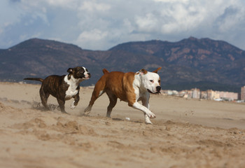 course de deux molosses sur le sable