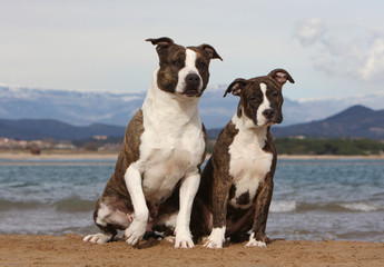 deux molosses assis côte à côte sur le sable