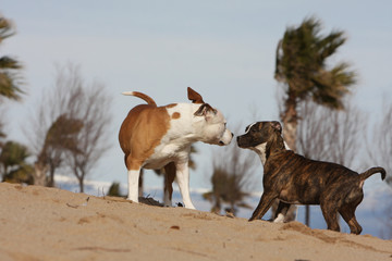 Naklejka premium rencontre de deux chiens sur la plage