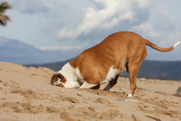 american staffordshire bull terrier creusant dans le sable