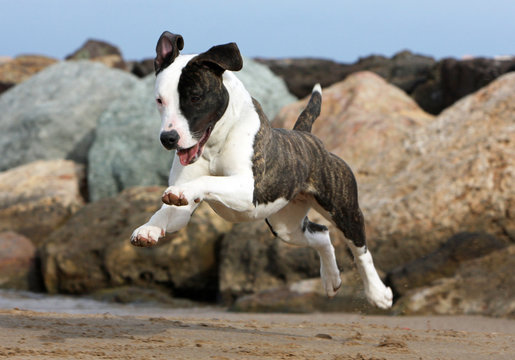 beautiful jump of the dog on the beach