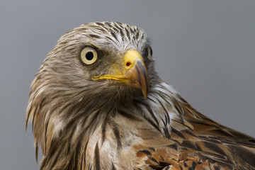 Rotmilan (Milvus milvus)
