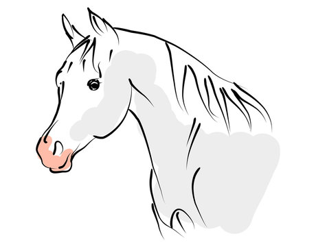 vector camargue horse