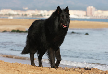 berger plage en bord de mer