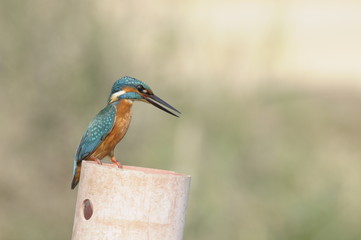 The Common Kingfisher (Alcedo atthis)