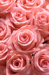 Close up multiple pink roses