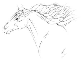 vector horse sketch