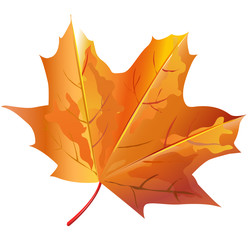 vector autumn leaf