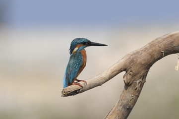 The Common Kingfisher (Alcedo atthis) at Maagan Michael Lake